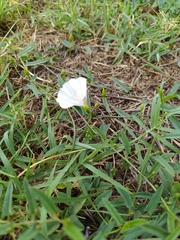 Convolvulus arvensis