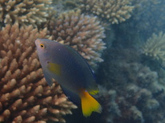 Pomacentrus flavioculus