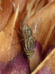 Terellia fuscicornis