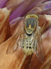 Terellia fuscicornis