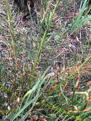 Macrozamia heteromera