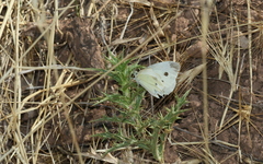 Pieris ergane