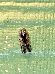 Melanoliarus placitus