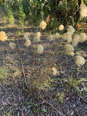 Miscanthus nepalensis