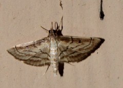 Spilomelini