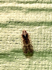 Melanoliarus placitus