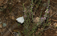 Pieris ergane