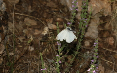 Pieris ergane