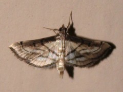 Spilomelini