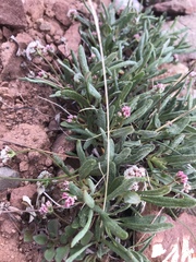 Eriogonum coloradense