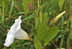 Calystegia sepium angulata