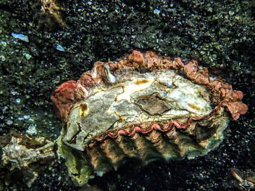 Saccostrea cuccullata observed 2015-11-11