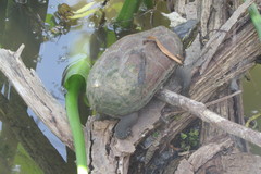 Kinosternon subrubrum hippocrepis