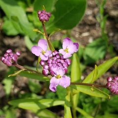Arabis blepharophylla