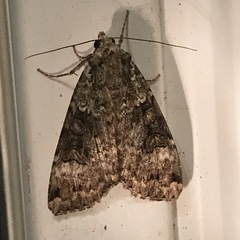 Anaplectoides prasina