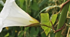 Calystegia sepium angulata