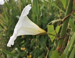Calystegia sepium angulata