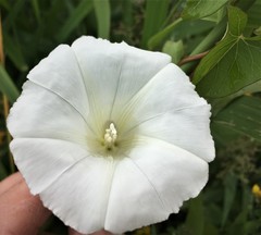 Calystegia sepium angulata