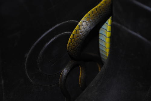 Common Tree Snake sighting