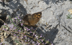 Hyponephele lupinus