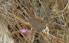 Hyponephele lupinus