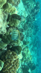 Chaetodon multicinctus
