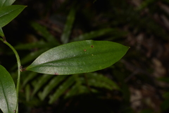 Petermannia cirrosa
