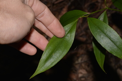 Petermannia cirrosa