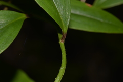 Petermannia cirrosa