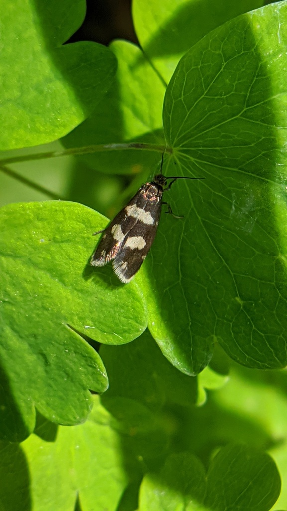 Greya variata