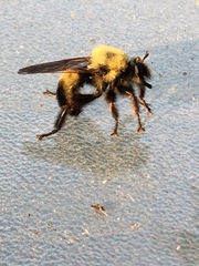Laphria thoracica