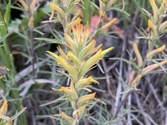Castilleja flava flava