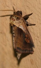 Bellura densa
