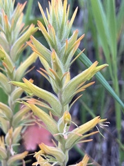 Castilleja flava flava