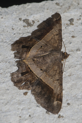 Chiasmia nora
