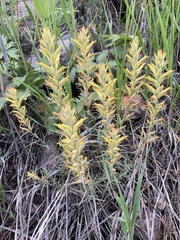 Castilleja flava flava