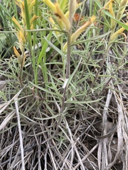 Castilleja flava flava