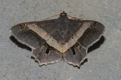 Chiasmia nora