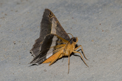 Chiasmia nora