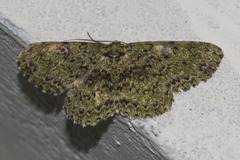 Ophthalmitis herbidaria