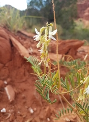 Astragalus racemosus
