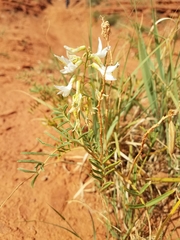 Astragalus racemosus