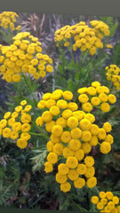 Tanacetum vulgare