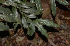 Beilschmiedia elliptica