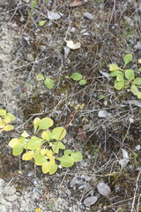 Dodecatheon
