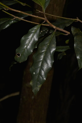 Beilschmiedia elliptica