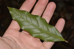 Beilschmiedia elliptica