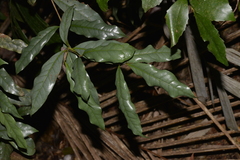 Beilschmiedia elliptica