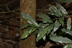 Beilschmiedia elliptica