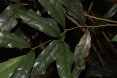 Beilschmiedia elliptica